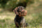 Dog Muzzle Plastic